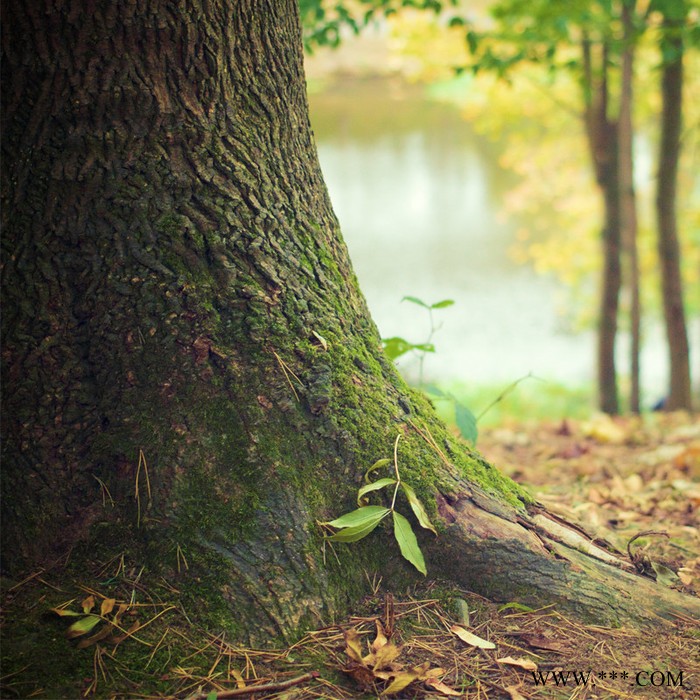 【万水化工商城】德国进口银粉8504 铝粉铝银粉 包覆型非浮型银粉 粉末涂料油墨塑胶银粉图6
